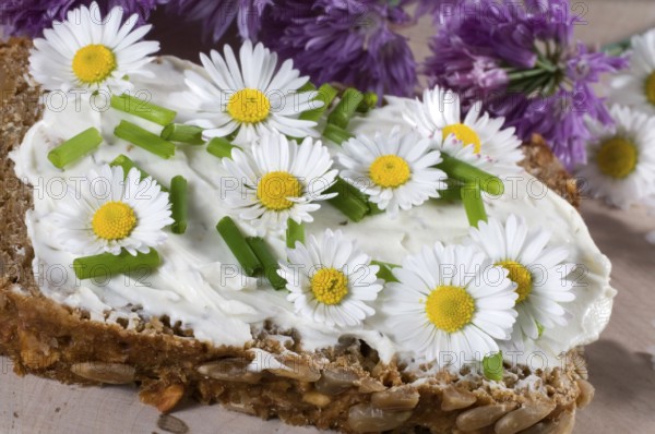 Slice of bread with daisy blossoms (Bellis perennis)