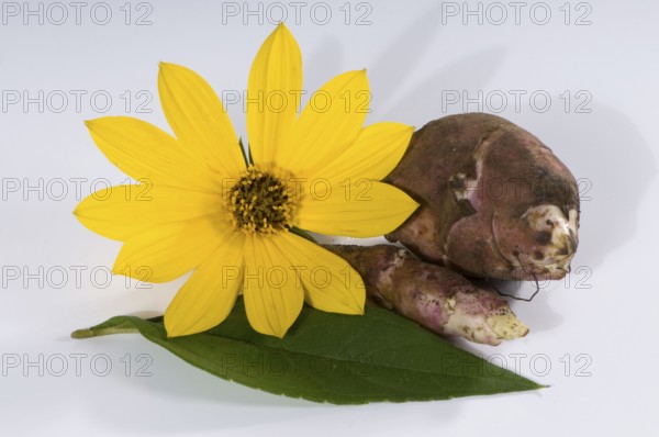 Jerusalem artichoke (Helianthus tuberosus), flowers and roots, earth pear, earth artichoke, root