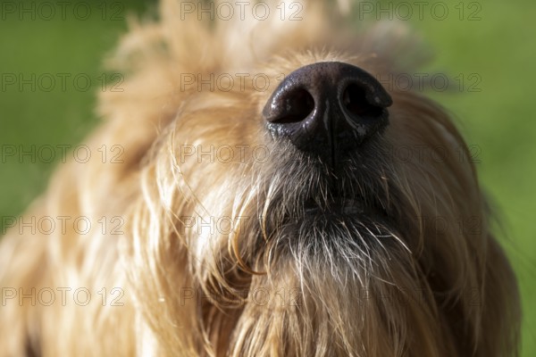 Wet dog nose, Mini Goldendoodle, Germany, Europe