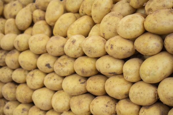 The concept of fresh vegetables, organic natural food, growing potatoes, farming