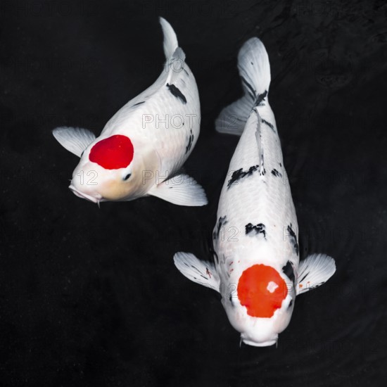 Top view koi fishes. High resolution photo