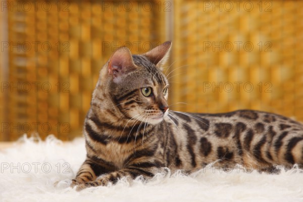 Bengal cat