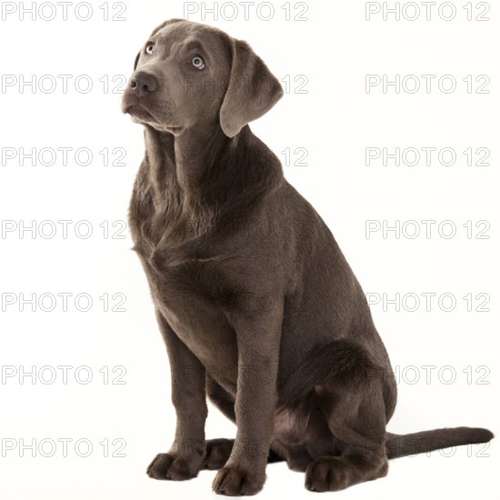 Labrador retriever, silver, male, young dog, 5 months