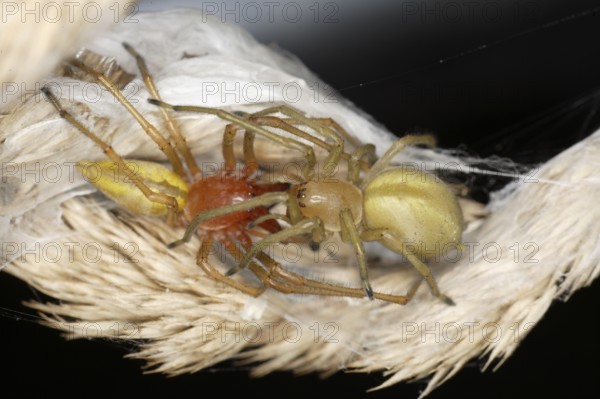 Sac Spiders, pair, Brandenburg, Germany (Cheiracanthium punctorium)
