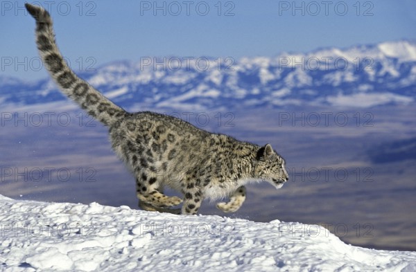 SNOW LEOPARD OR OUNCE uncia uncia, ADULT RUNNING ON SNOW