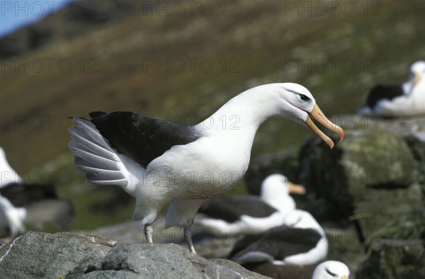 Black-Browed Albatross, diomedea melanophris, Adult calling, Drake Passage in Antarctica