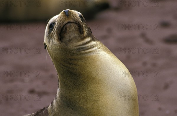 Galapagos Fur Seal (arctocephalus galapagoensis), Adult standing on Beach, Galapagos Islands