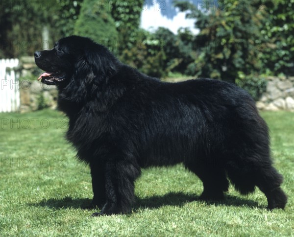 Newfoundland Dog, Adult standing on Grass