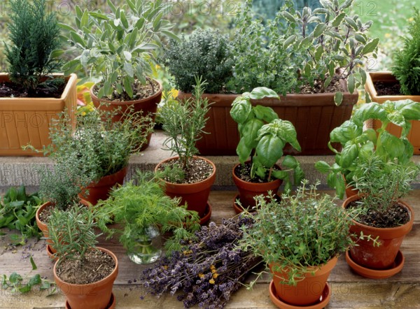 Various herbs in pots rosemary (Rosmarinus officinalis), basil, dill (Anethum graveolens) Dill Basil Ocimum basilicum Rosemary