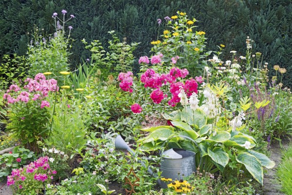 Perennial bed in summer