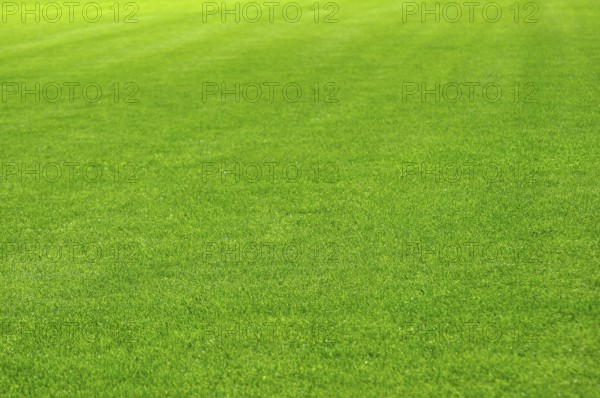 Green lawn beautiful sports field, grass