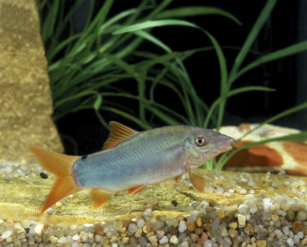 BLUE LOACH OR BLUE BOTIA (botia modesta)