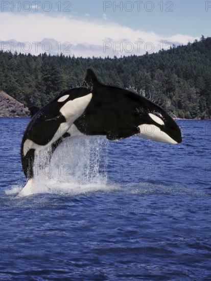 Killer Whale (orcinus orca), Mother and Calf Leaping, Canada, North America