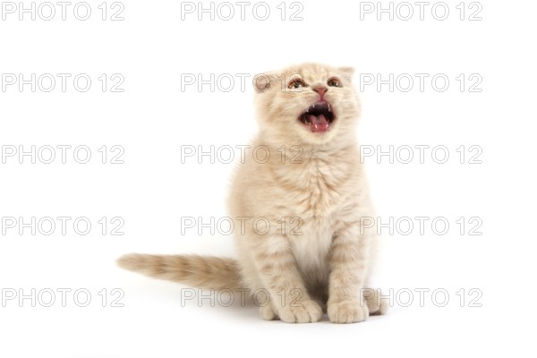 CREME SCOTTISH FOLDED CHAPTER, MIAUEN against a white background