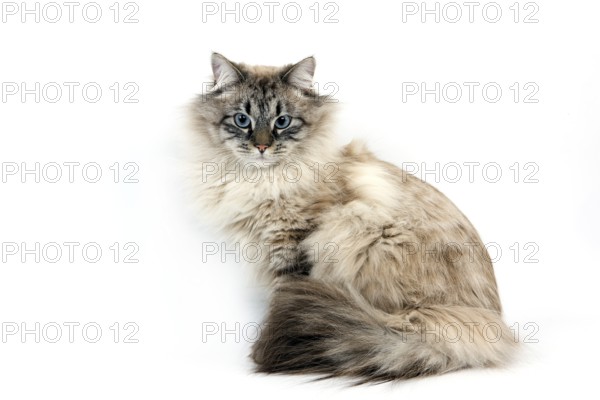 NEVA MASQUERADE SIBIRIAN CAT, COLOUR SEAL TABBY POINT, CAT against white background