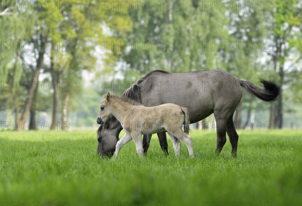 Wild horses of Dülmen, grazing mare with dun-colored foal, Wildpferdebahn in Merfelder Bruch, Dülmen, Münsterland, North Rhine-Westphalia, Germany, Europe