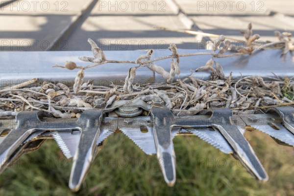 Soybeans (Glycine max) stuck in blades of combine harvester, Laytonsville Maryland