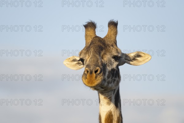 Masai giraffe (Giraffa tippelskirchi), animal portrait, eye contact, Ndutu Conservation Area, Tanzania, Africa