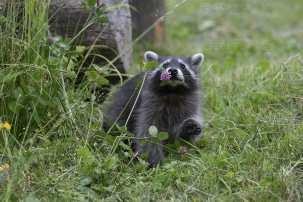 Young raccoon (Procyon lotor) sniffing at a flower, Wildpark Mautern, Styria, Austria, Europe