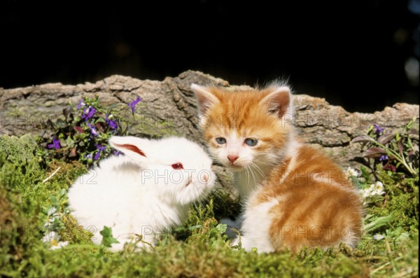 Kitten and rabbit animal friendship blocked for postcards until 11/2006