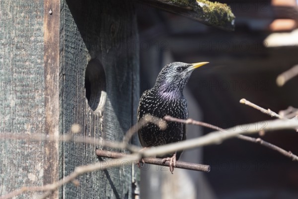 Common starling (Sturnus vulgaris), in front of a starling box, Bavaria, Germany, Europe