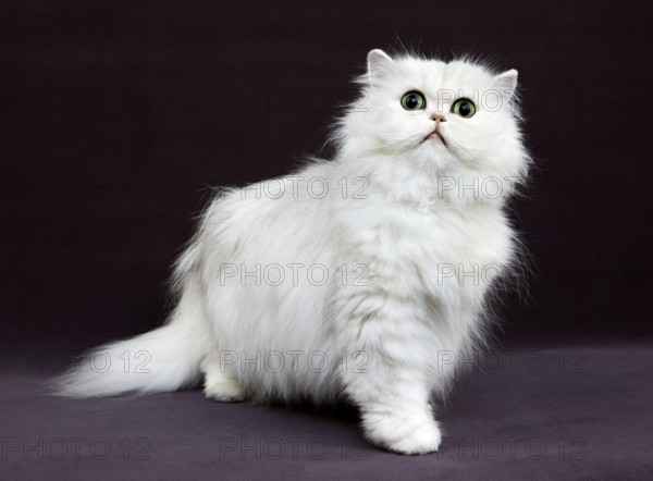 CHINCHILLA PERSERCAT, adult WITH GREEN EYES
