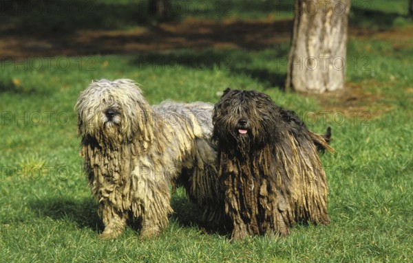 Bergamo Sheepdog or Bergamo Sheepdog