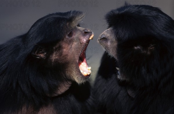 Siamangs, pair (Hylobates syndactylus)