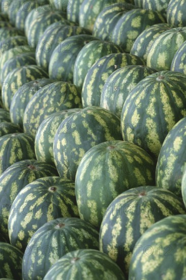 Watermelons (Citrullus lanatus)