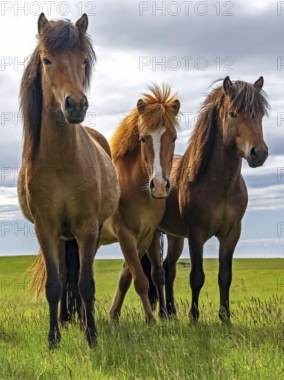 Iceland, Icelanders, Three horses on pasture, Nature, Interested, Looking into the camera, Meadow, Europe