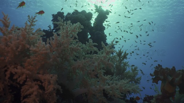 Silhouettes of tropical fish swims next to coral reef on surface water and setting sun background, backlighting (Contre-jour) . Life on coral reef during sunset, Red sea, Egypt, Africa