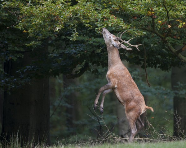 Red Deer (Cervus elaphus), male, eating from tree