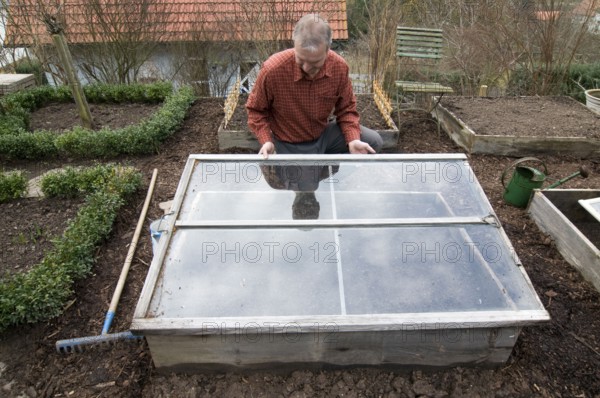 Man covers cold frame with old window, manure bed