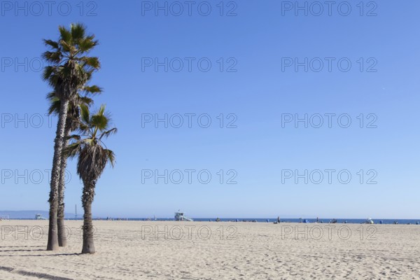 Palms on Santa Monica Beach - Los Angeles - during a sunny day with a perfect blue sky