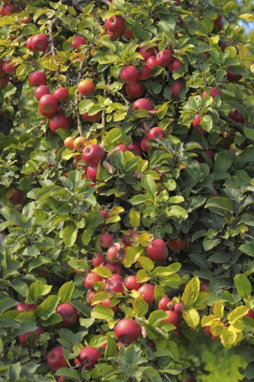 Apple Tree Variety : Idared