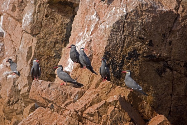 Inca tern (larosterna inca), GROUP OF ADULTS ON ROCK, BALLESTAS ISLANDS IN PARACAS NATIONAL PARK, PERU