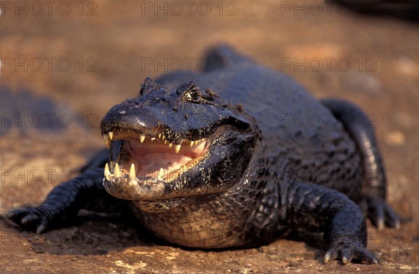 BROAD NOSED CAIMAN (caiman latirostris), ADULT WITH OPEN MOUTH, PANTANAL IN BRAZIL