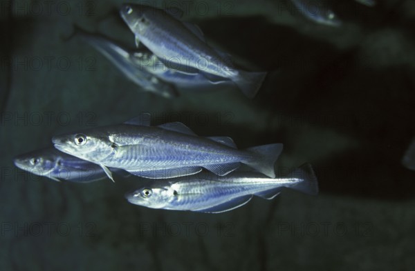 Whiting, whiting, merlan, merland, whiting, whiting, gadden, other animals, fish, animals, codfish, whiting, merlangius merlangus