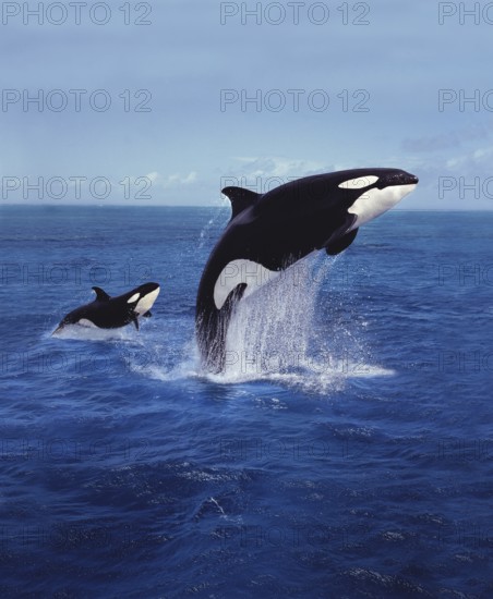 KILLER WHALE (orcinus orca), MOTHER AND CALF LEAPING