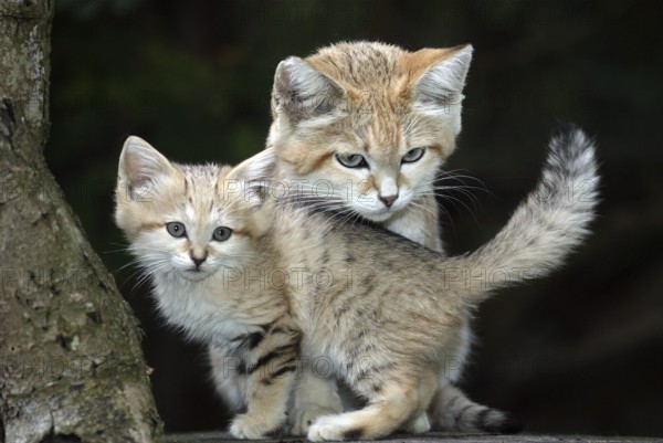 SAND sand cat (felis margarita), MOTHER WITH CUB