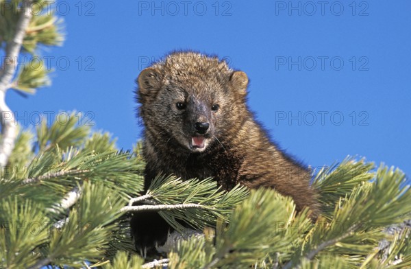 Fisher (martes pennanti), Adult in Pine Tree, Canada, North America