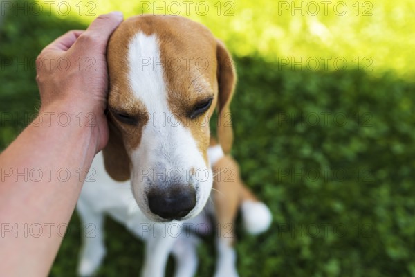 Owner pet the beagle dog on grass on sunny summer day. Good dog concept