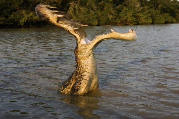 Spectacled Caiman (caiman crocodilus), Los Lianos in Venezuela, Digital composite