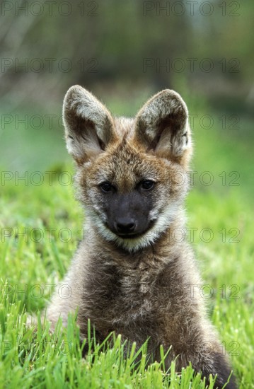 Maned Wolf (chrysocyon brachyurus), Pup sitting on Grass