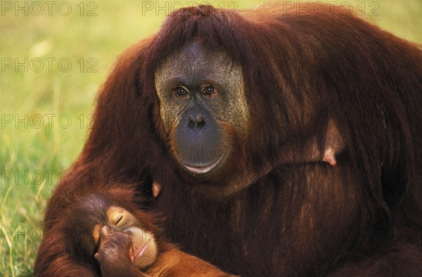 Orang Utan (pongo pygmaeus), Mother with Young