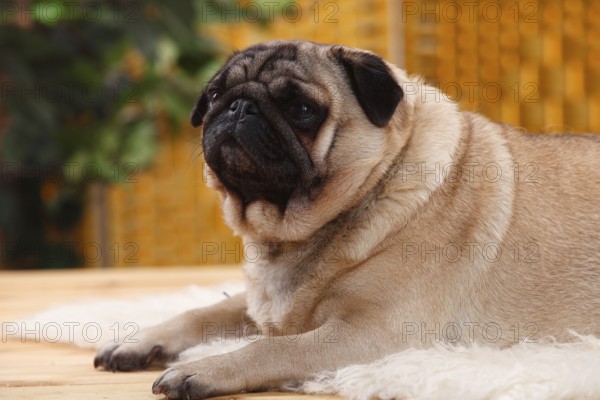 Pug, bitch, 4 years
