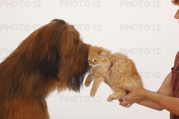 Briard, 1 year, and domestic cat, kitten, Berger de Brie