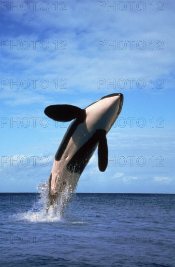 Killerwhale (Orcinus orca)