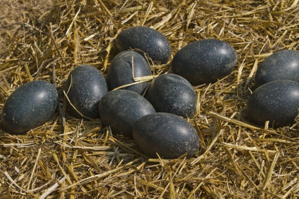 Emu (Dromaius novaehollandiae), eggs, Australia, Oceania