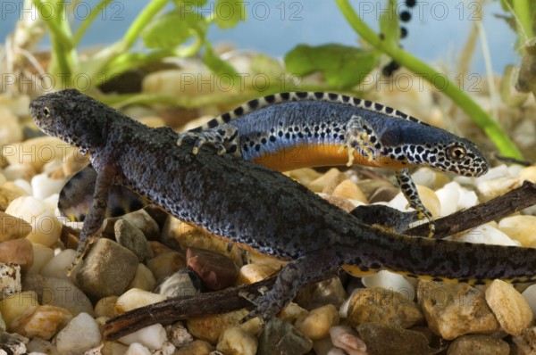 Alpine newts (Triturus alpestris), pair